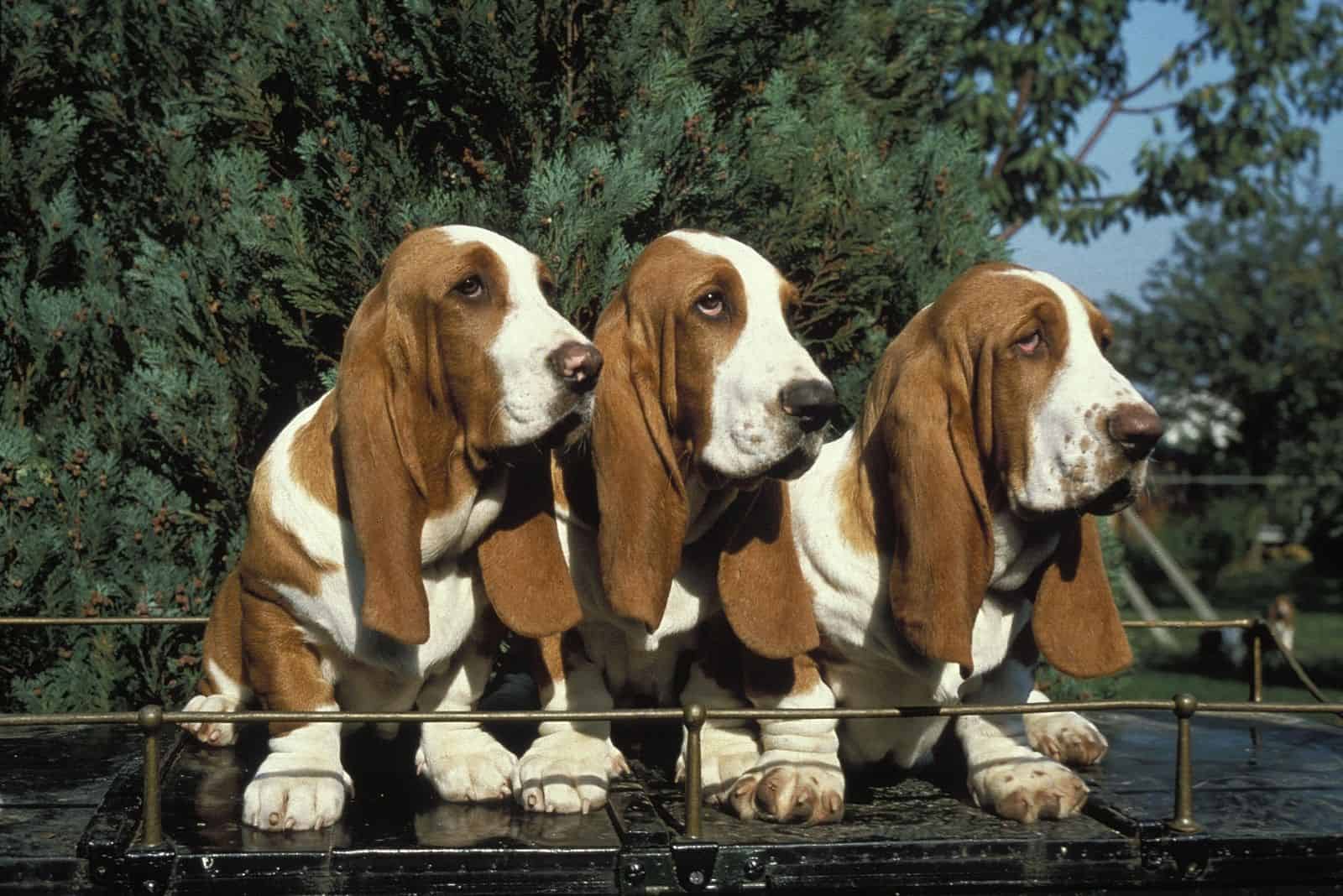 Basset Hound Lifespan How Long Do These Pups Live