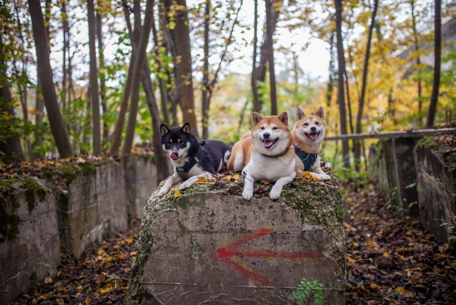 three shiba inus together sitting down in the forest