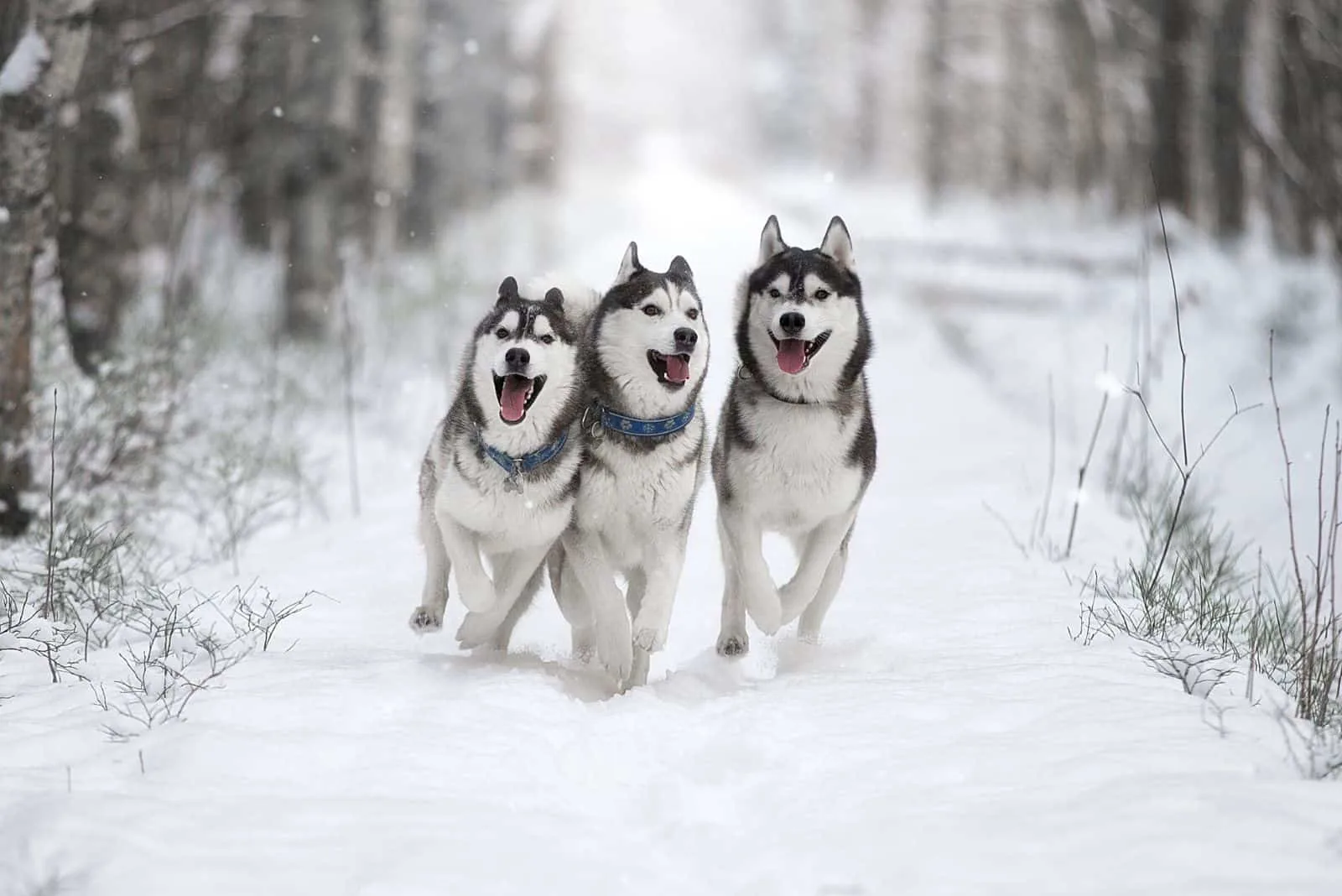 three siberian husky dogs running in the snowy forest