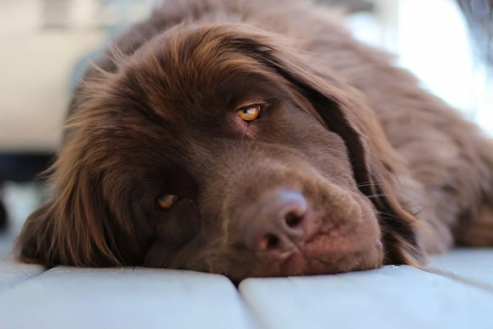 tired brown newfoundland dog lying down with focus on the face