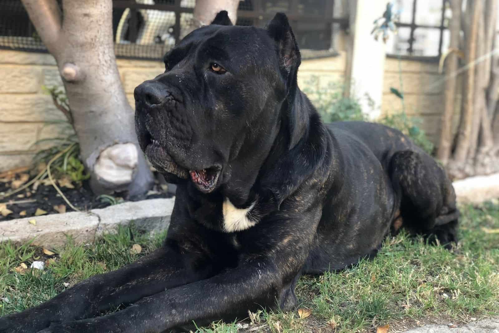 tired cane corso resting outdoors on the ground