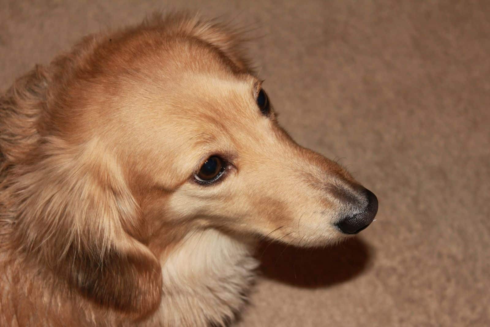 top angle of a cropped imageof an English cream long haired dachshund