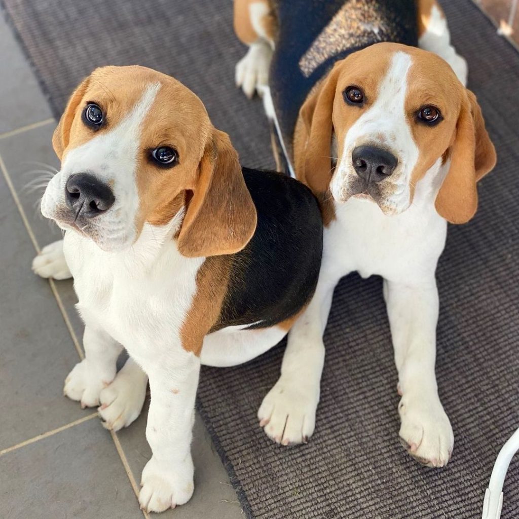 Male Vs. Female Beagle Which Is The Best Choice For You?