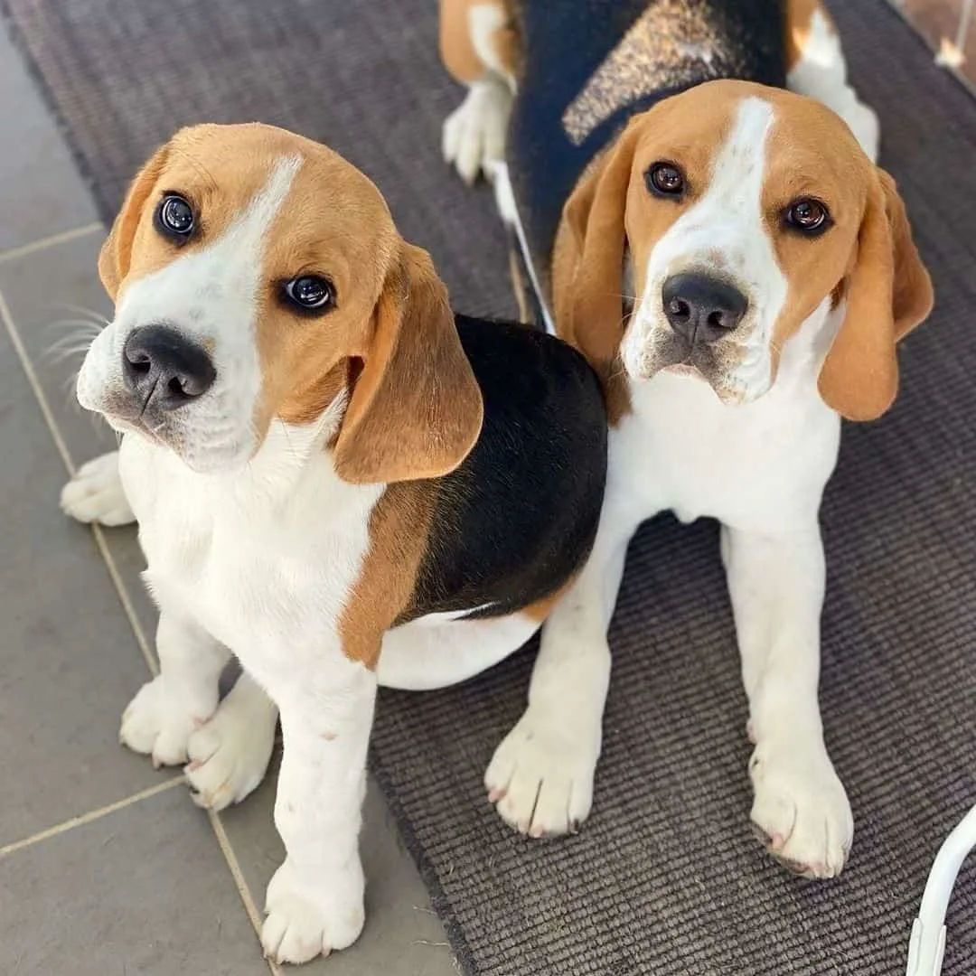 two Beagles outside