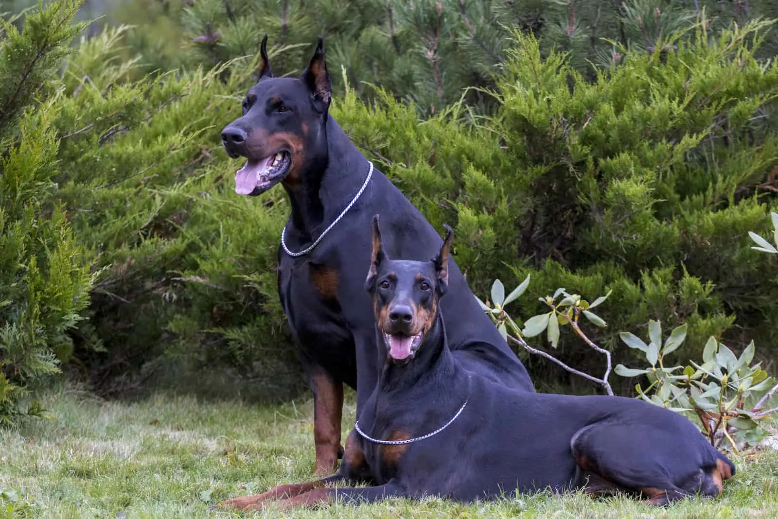 two Doberman dogs on the grass outdoors