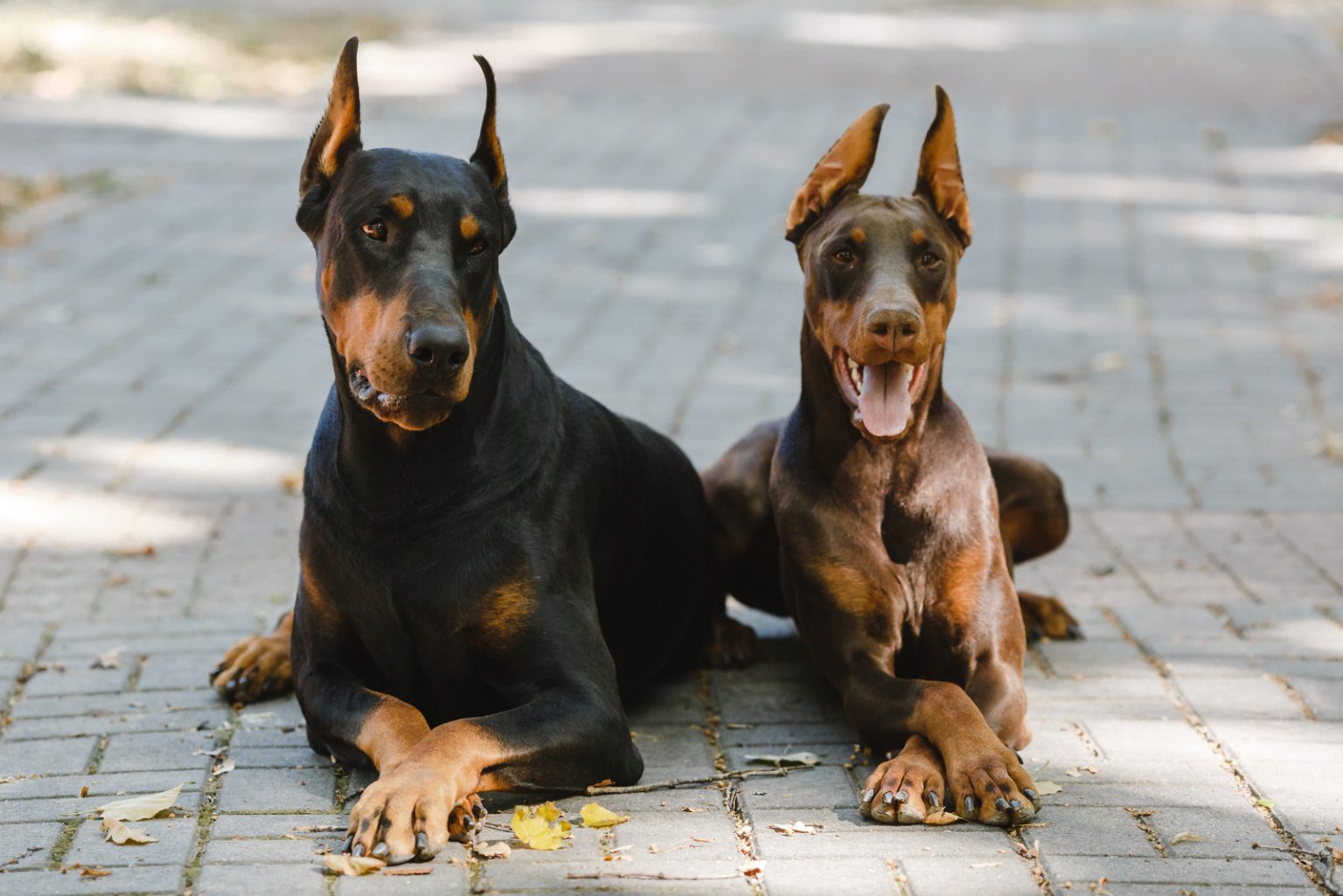 Male Vs Female Doberman Your Questions Answered
