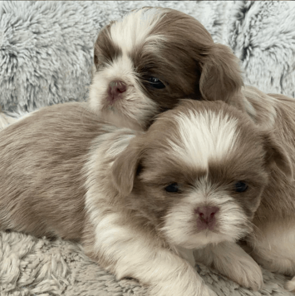 two Imperial Shih Tzu lying