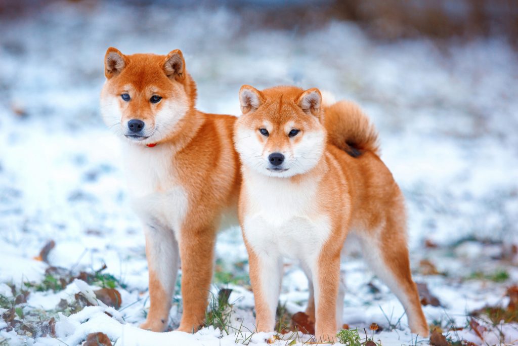 Male Vs Female Shiba Inu Which Gender Is Perfect For Me?