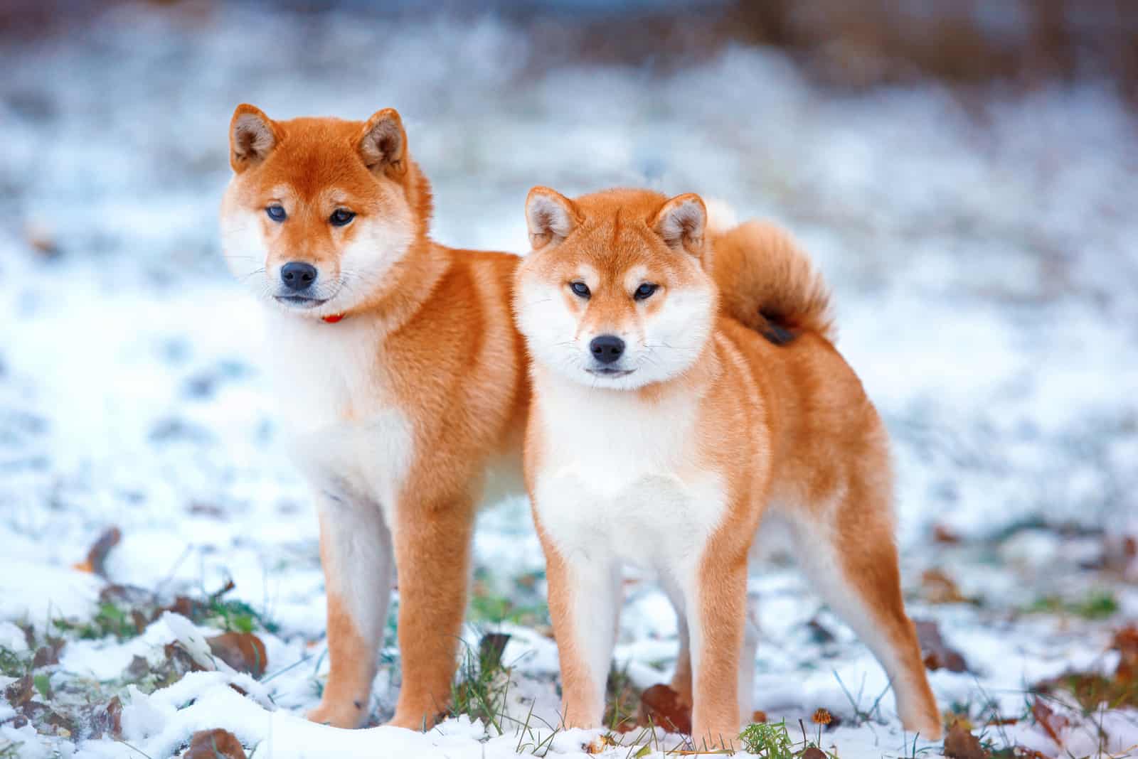 two Red dogs Japanese Shiba Inu