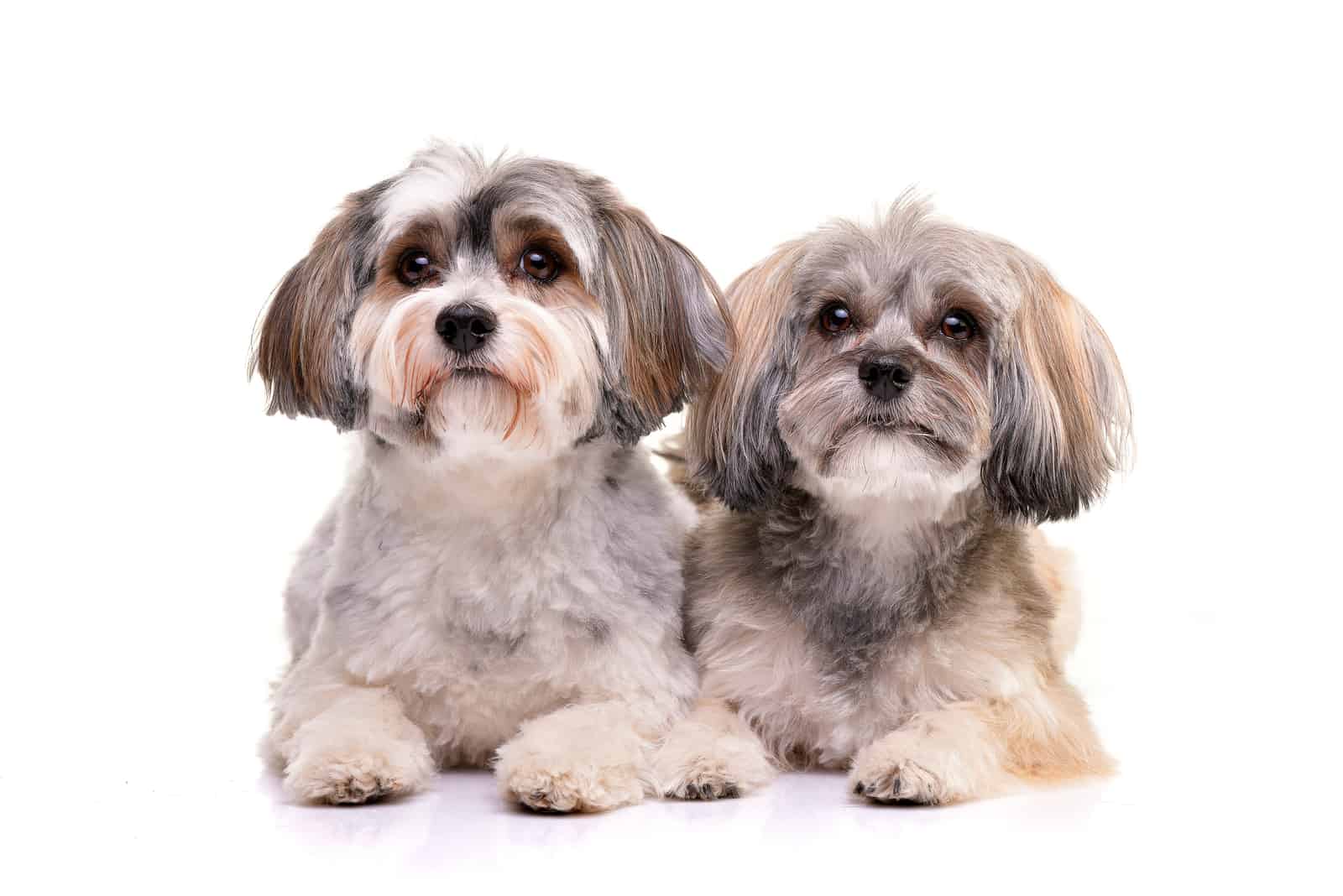 two adorable Havanese dog