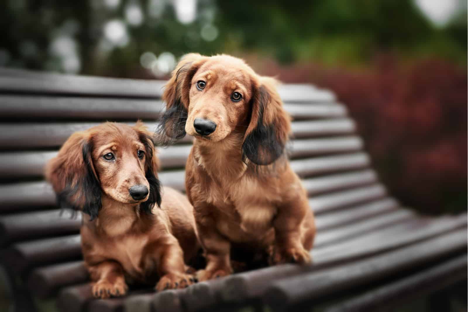 two adorable dachshund puppies