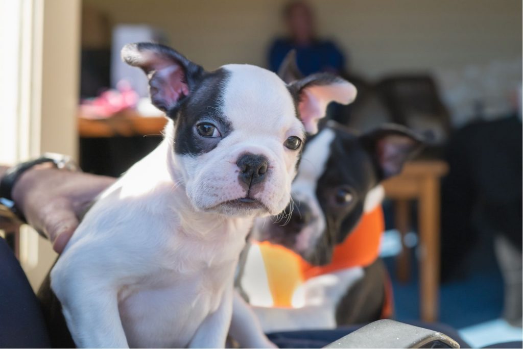 Are Boston Terriers Hypoallergenic? Find The Truth Here!