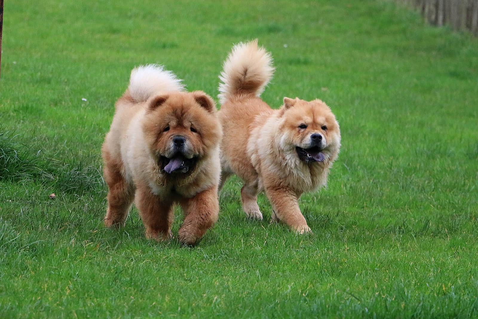 two chow chow are walking in the park