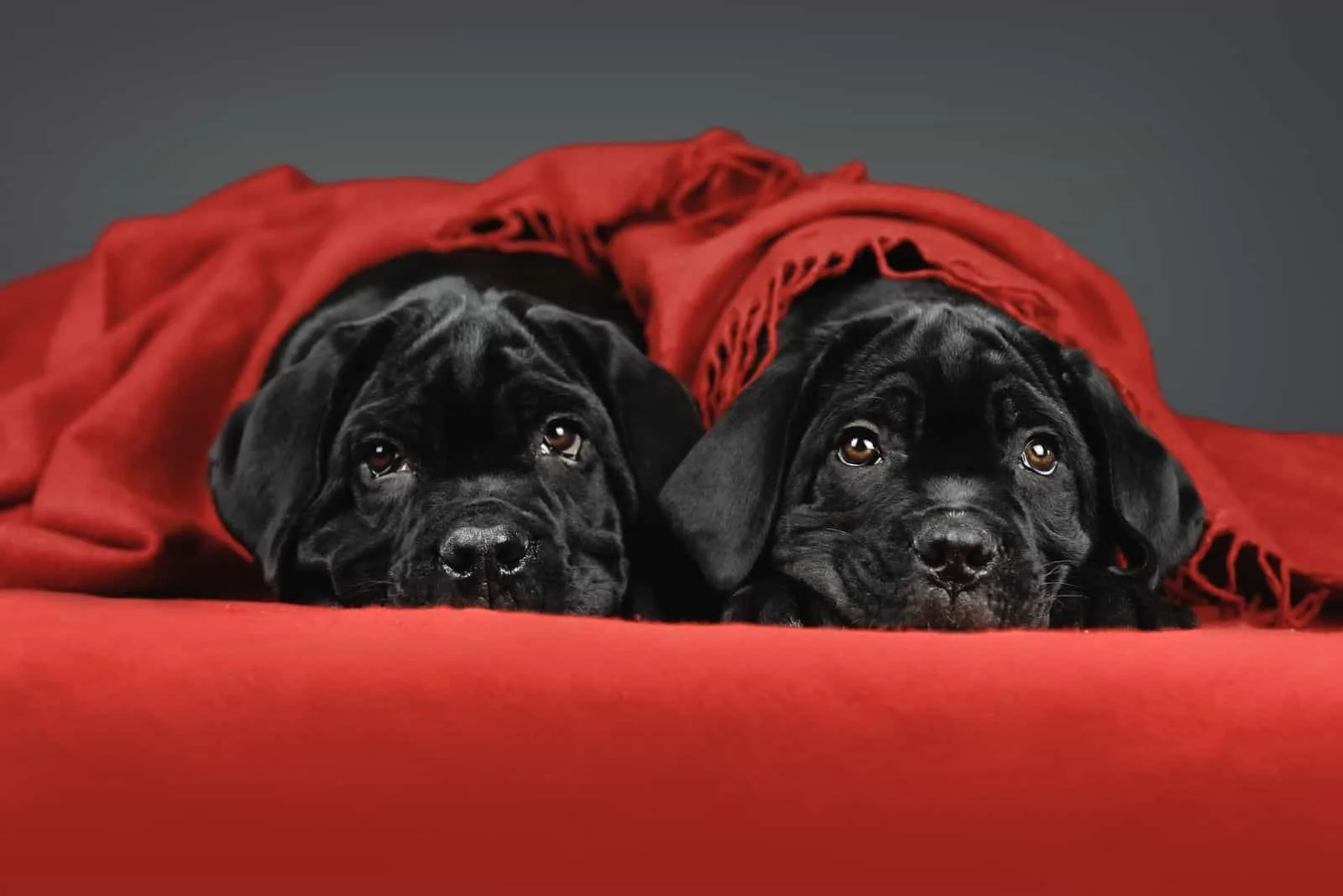 two cute corso puppies under a red blanket with gray background