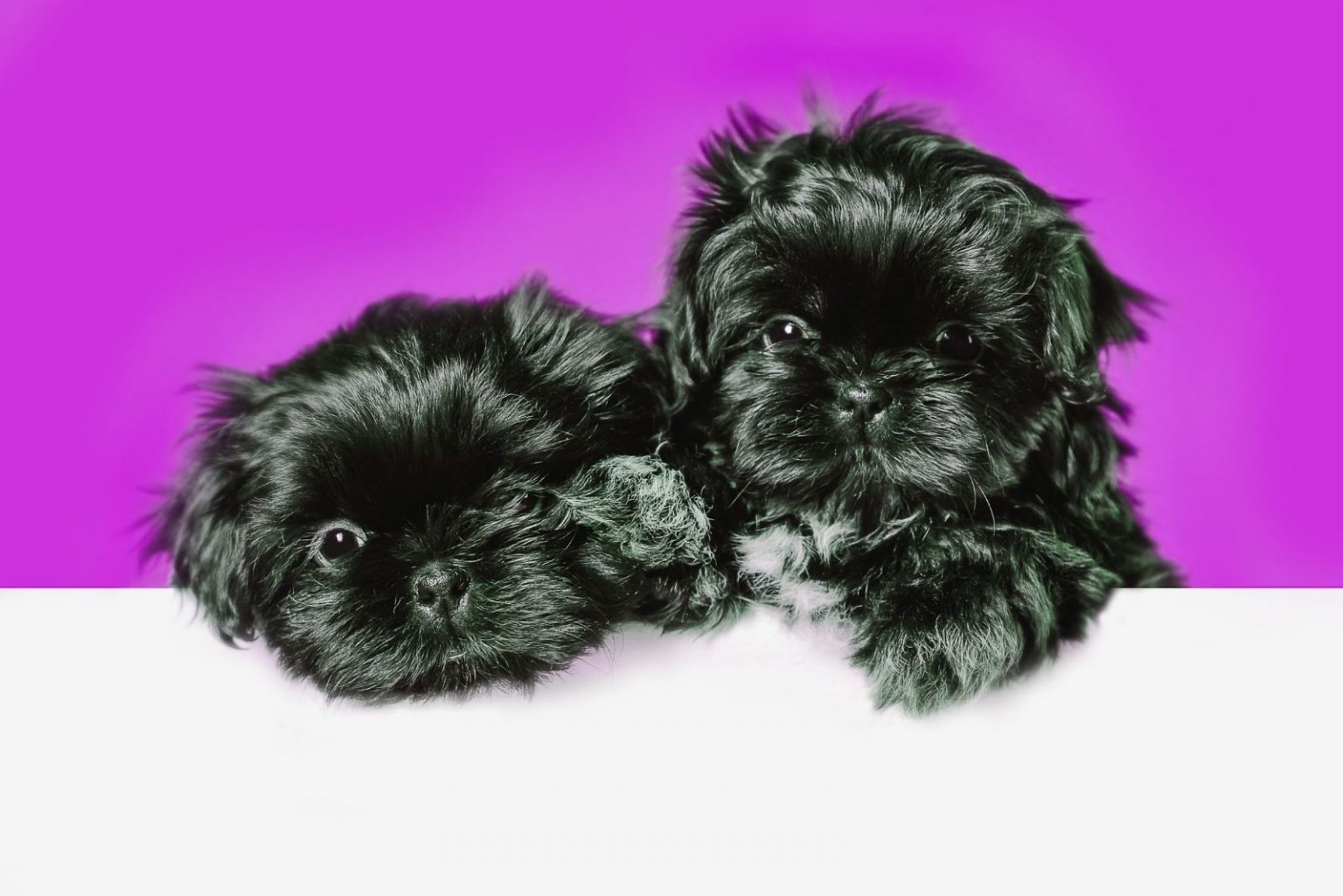 Black Shih Tzu Is This The Most Adorable Color In This Breed?