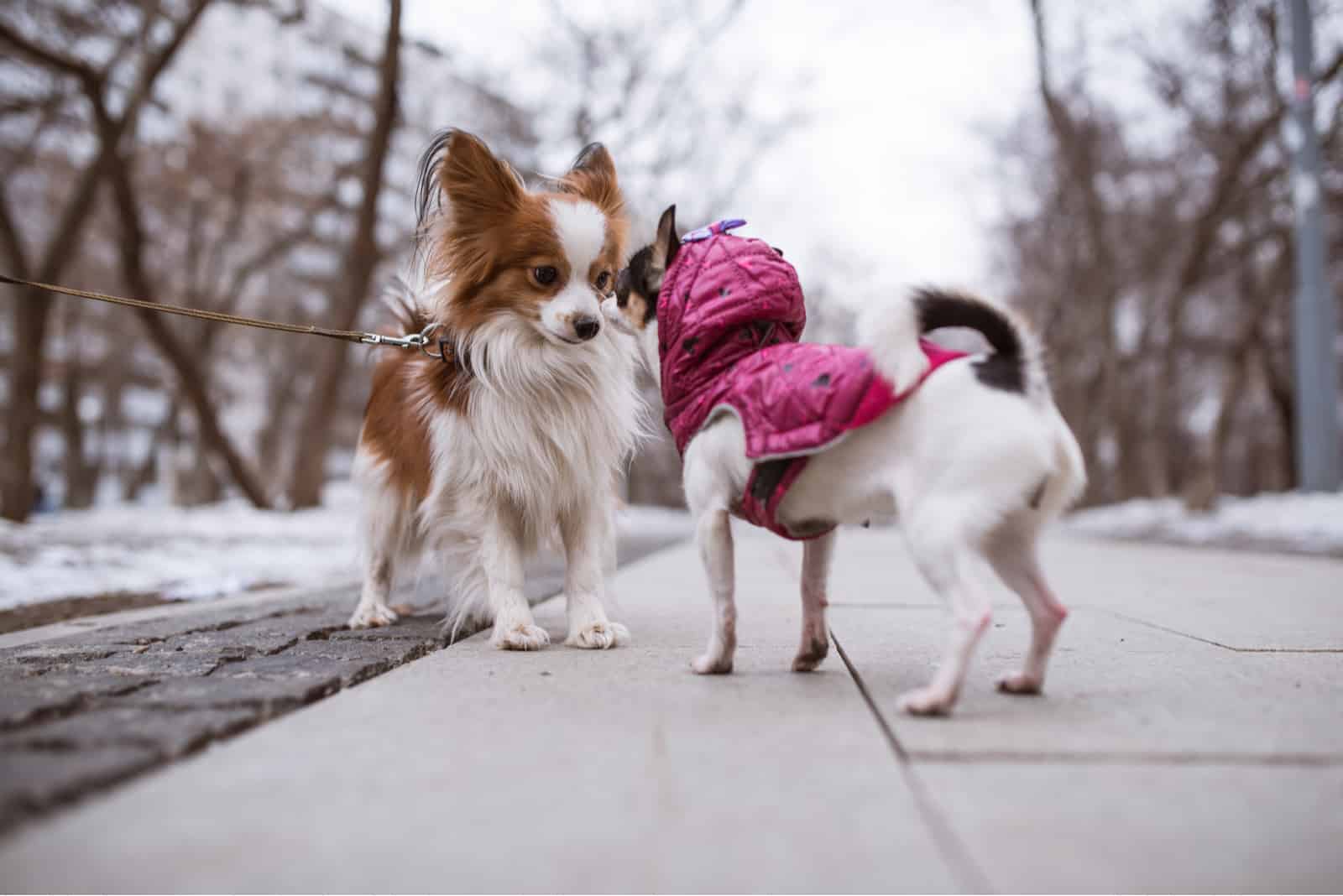 two funny dogs sniffs each other