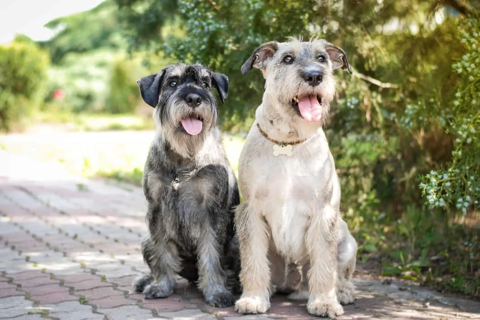 two schnauzer dogs outdoors