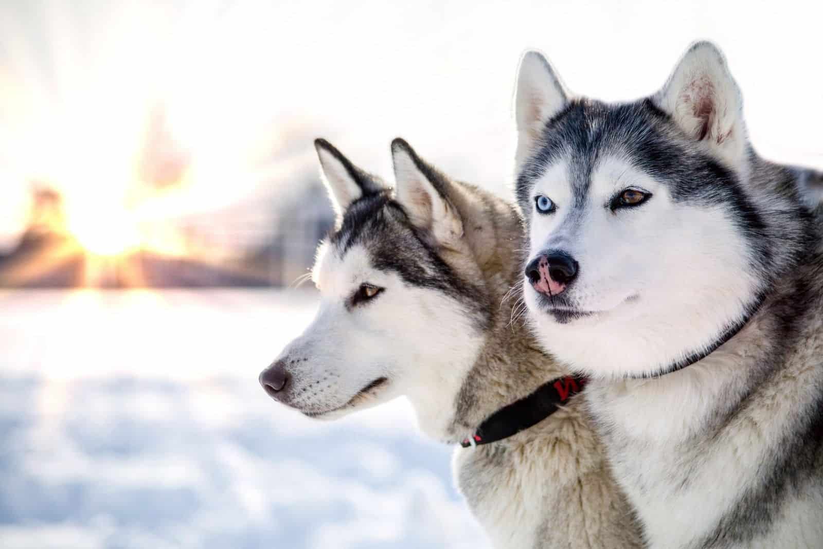two siberian huskies looks around in the snowy background