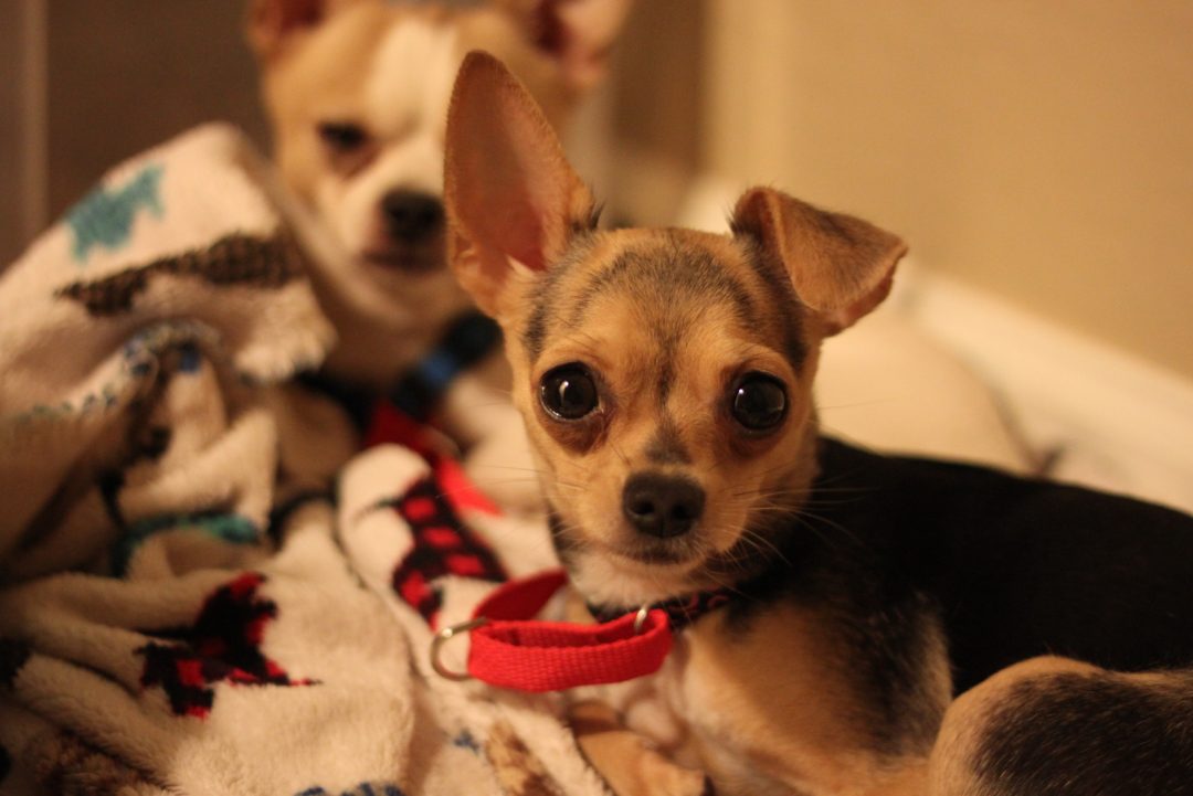 How Much Do Chihuahuas Cost? Puppy Price And Expenses