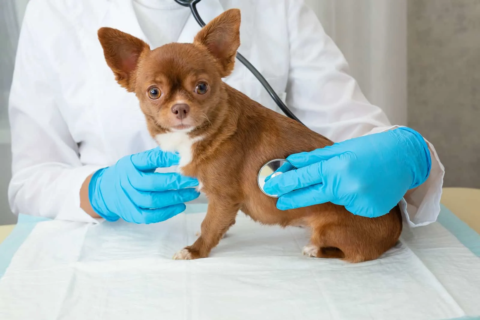 veterinarian examines a chihuahua puppy with a stethoscope