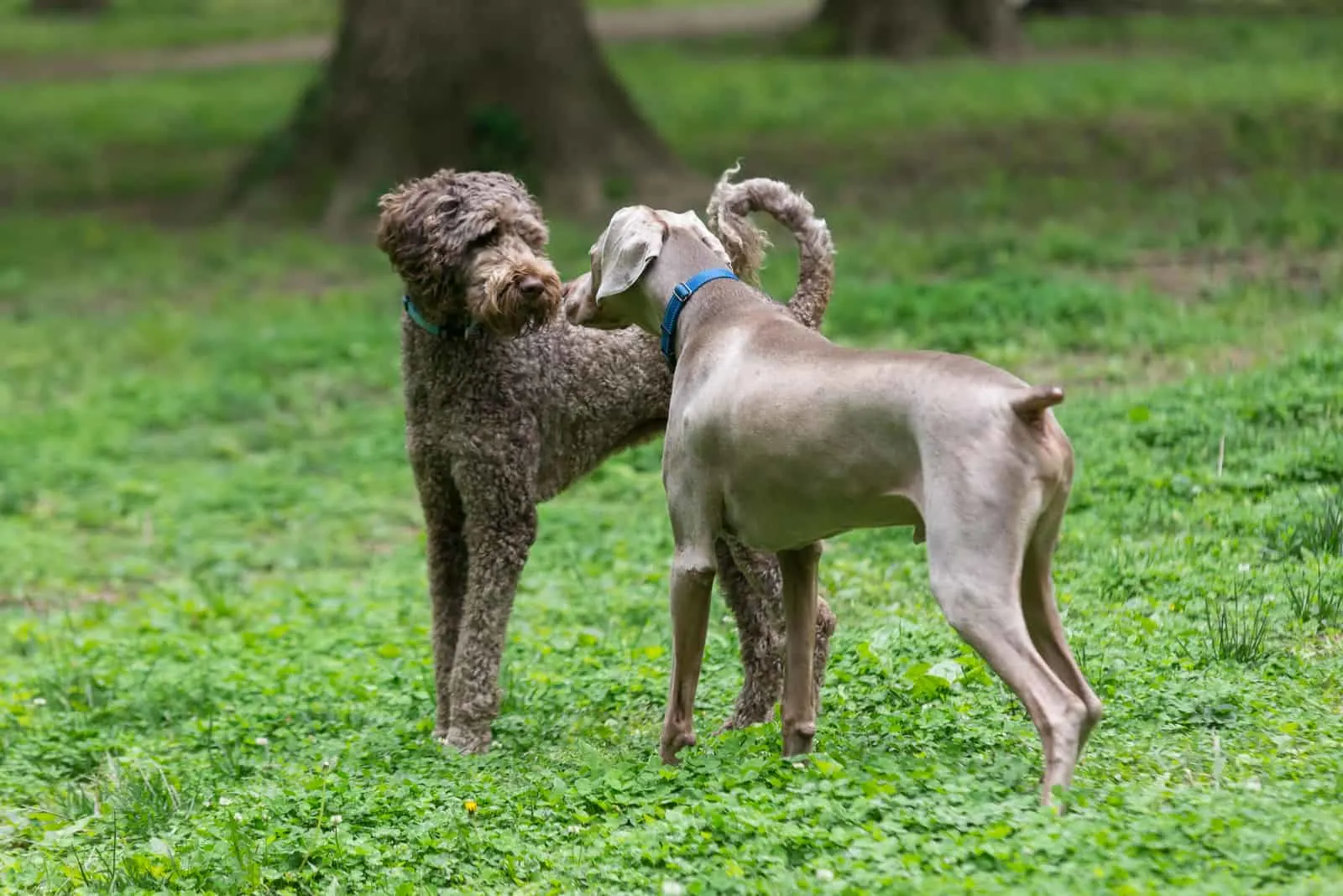 weimaraner and a labradoodle meet and sniff each others faces