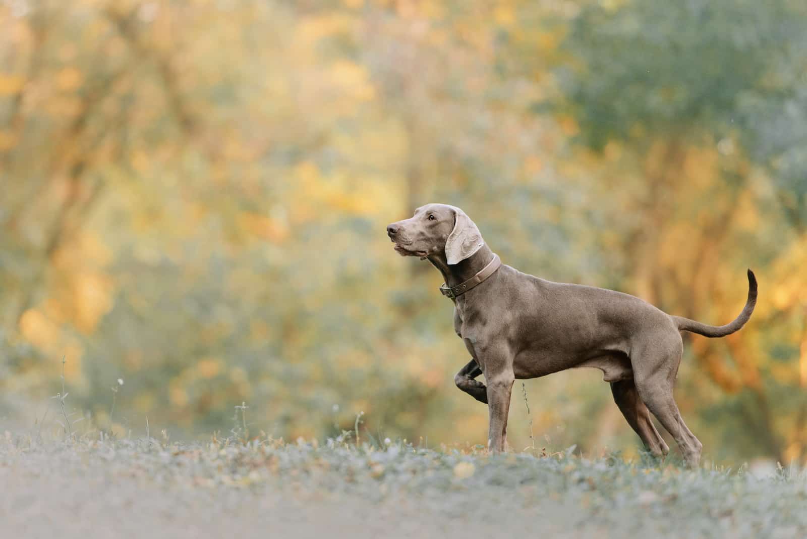 weimaraner dog outdoors at autumn