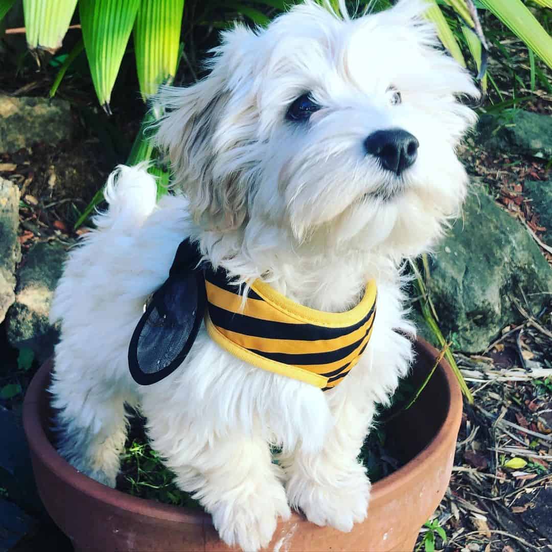 white Havanese puppy outdoors