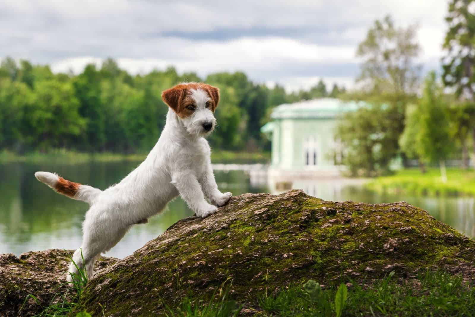 white Jack Russell terrier standing on a rock outdoors