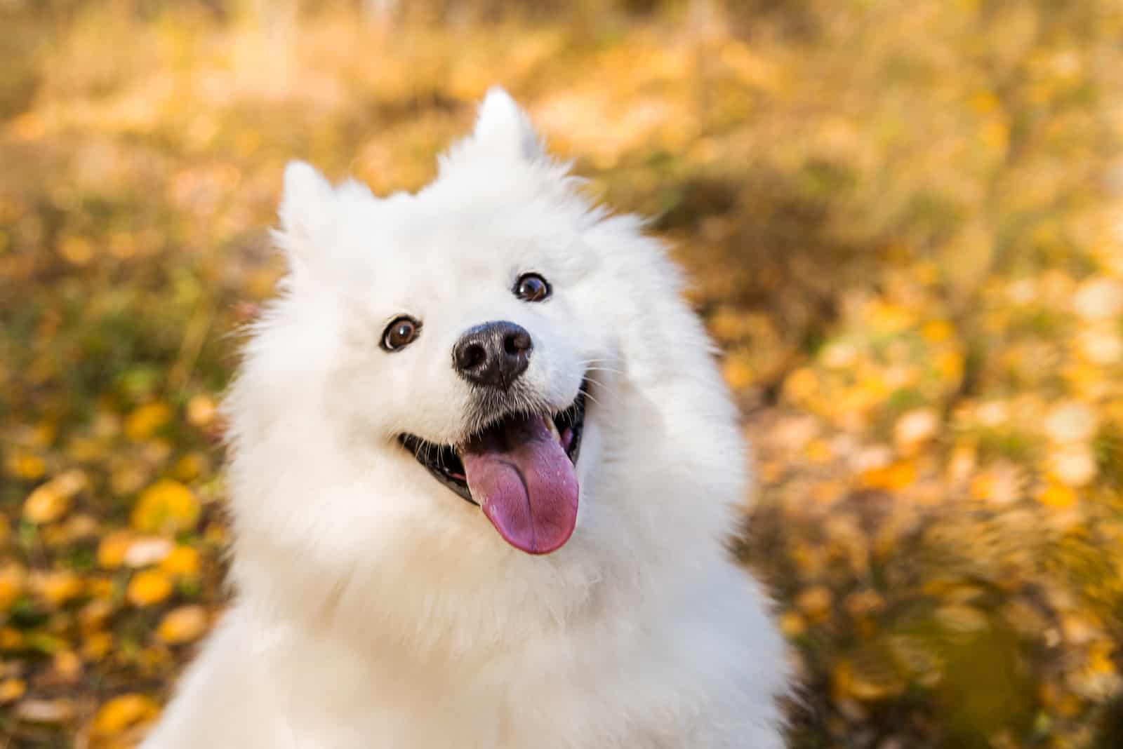 white Samoyed dog walks and runs through the autumn yellow forest