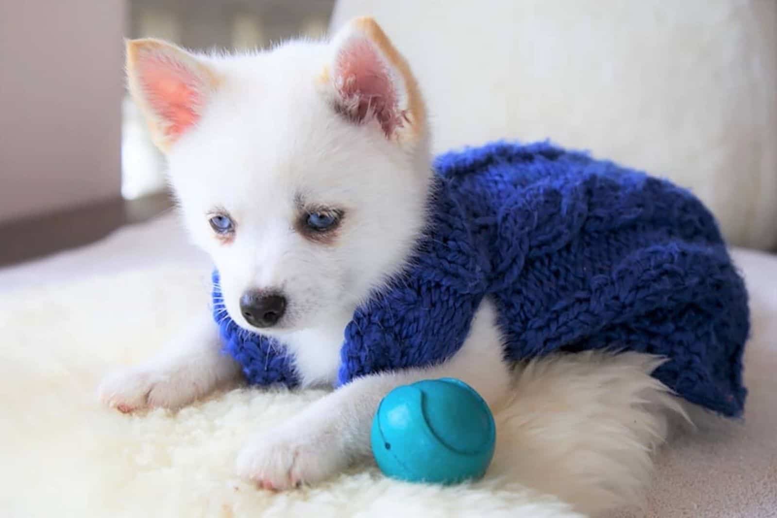 white Teacup Pomsky