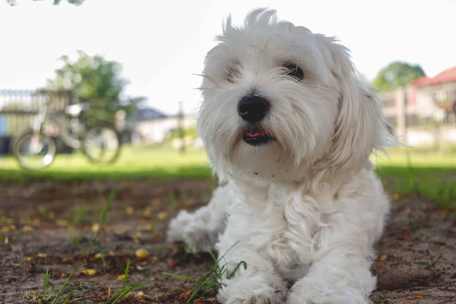 white maltese dog lying on the ground