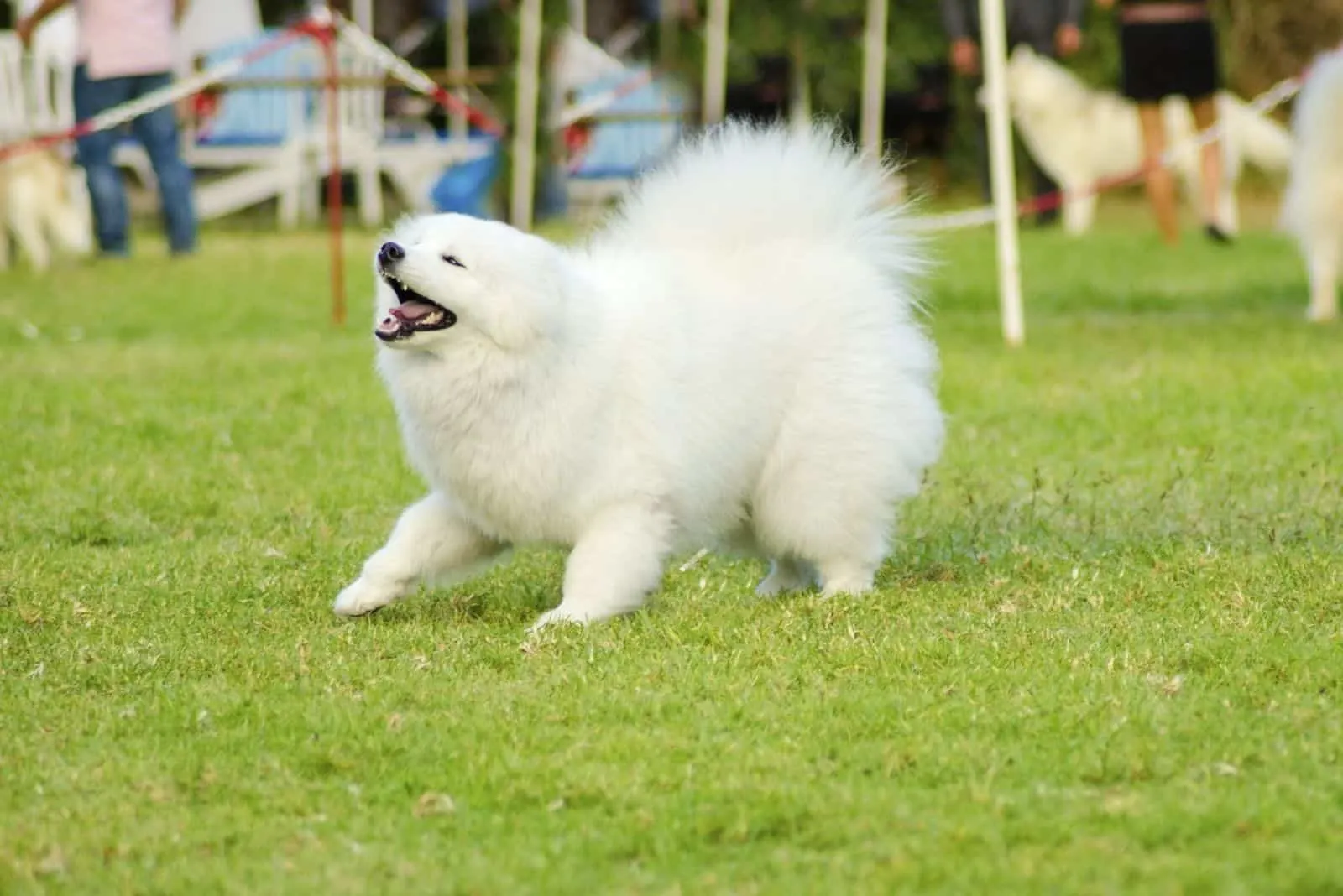 white samoyed barking in the middle of the lawn