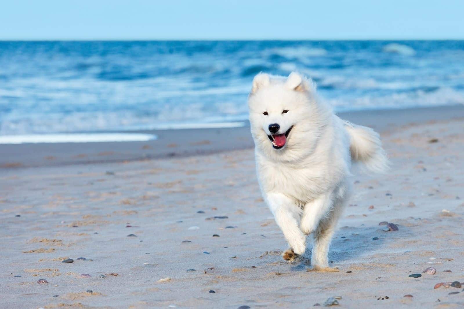 white samoyed dog running in the beach