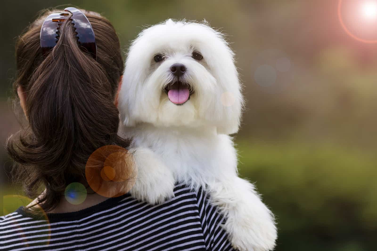 woman holding white maltese dog on her shoulder