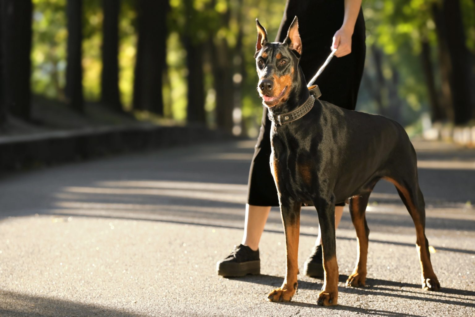 Male vs. Female Doberman Which One Is Better Suited For You?
