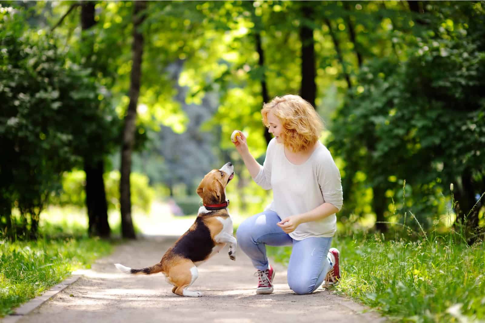 woman with Beagle dog in the summer park