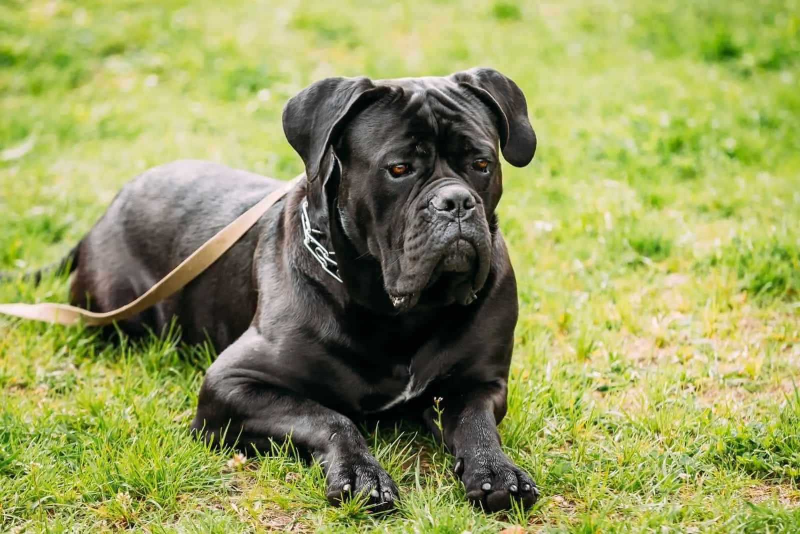 young black cane corso sitting on the green lawn with leash on the neck 