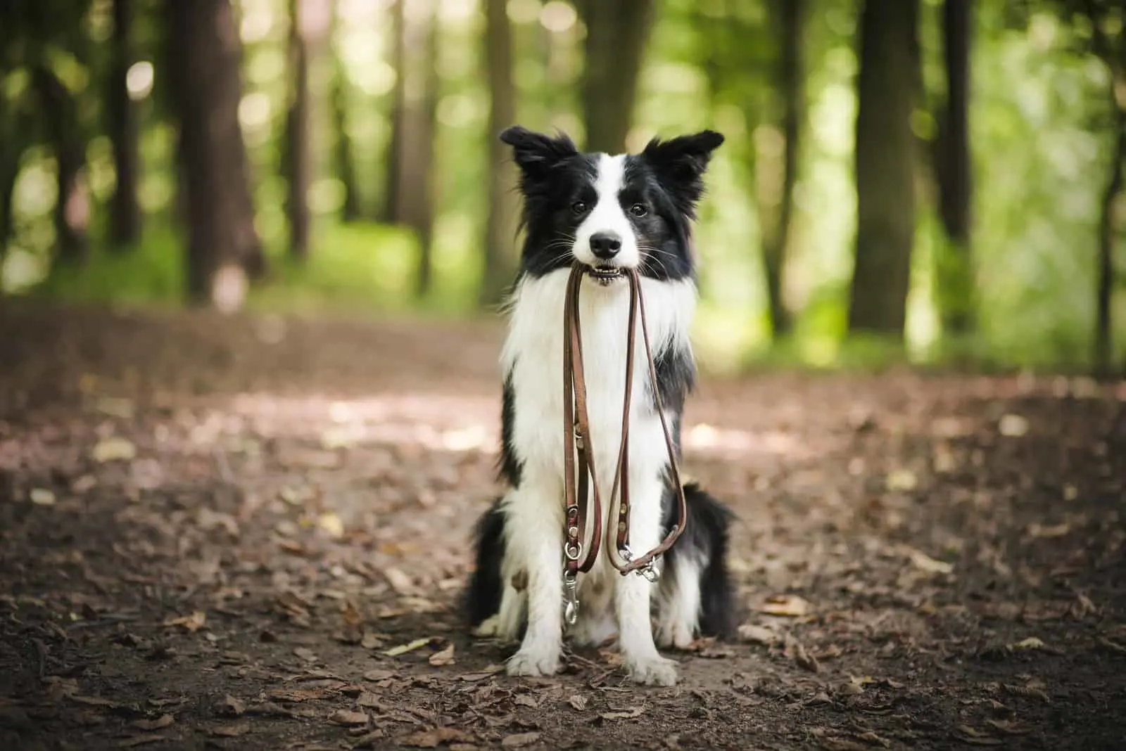 young border collie in the forest