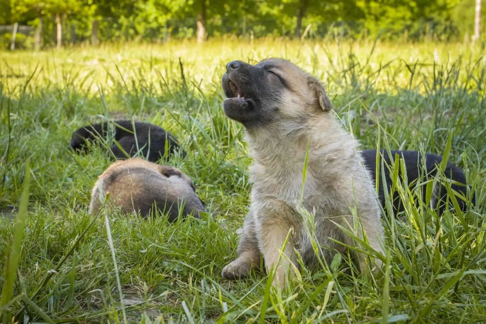 young german shepherd dog howling outdoors
