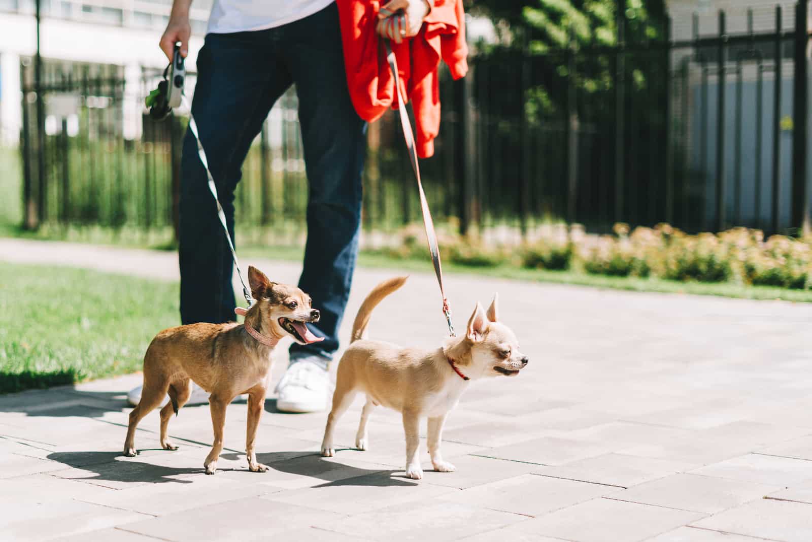 young man legs walking with two puppy dog chihuahua in the summer park