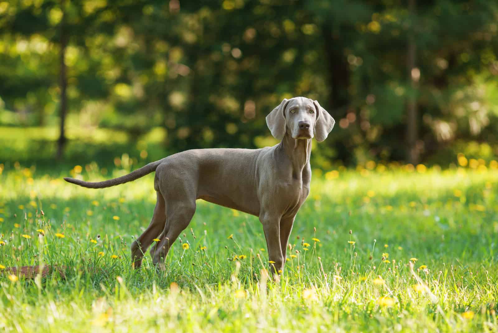young puppy dog of weimaraner breed with gray coat