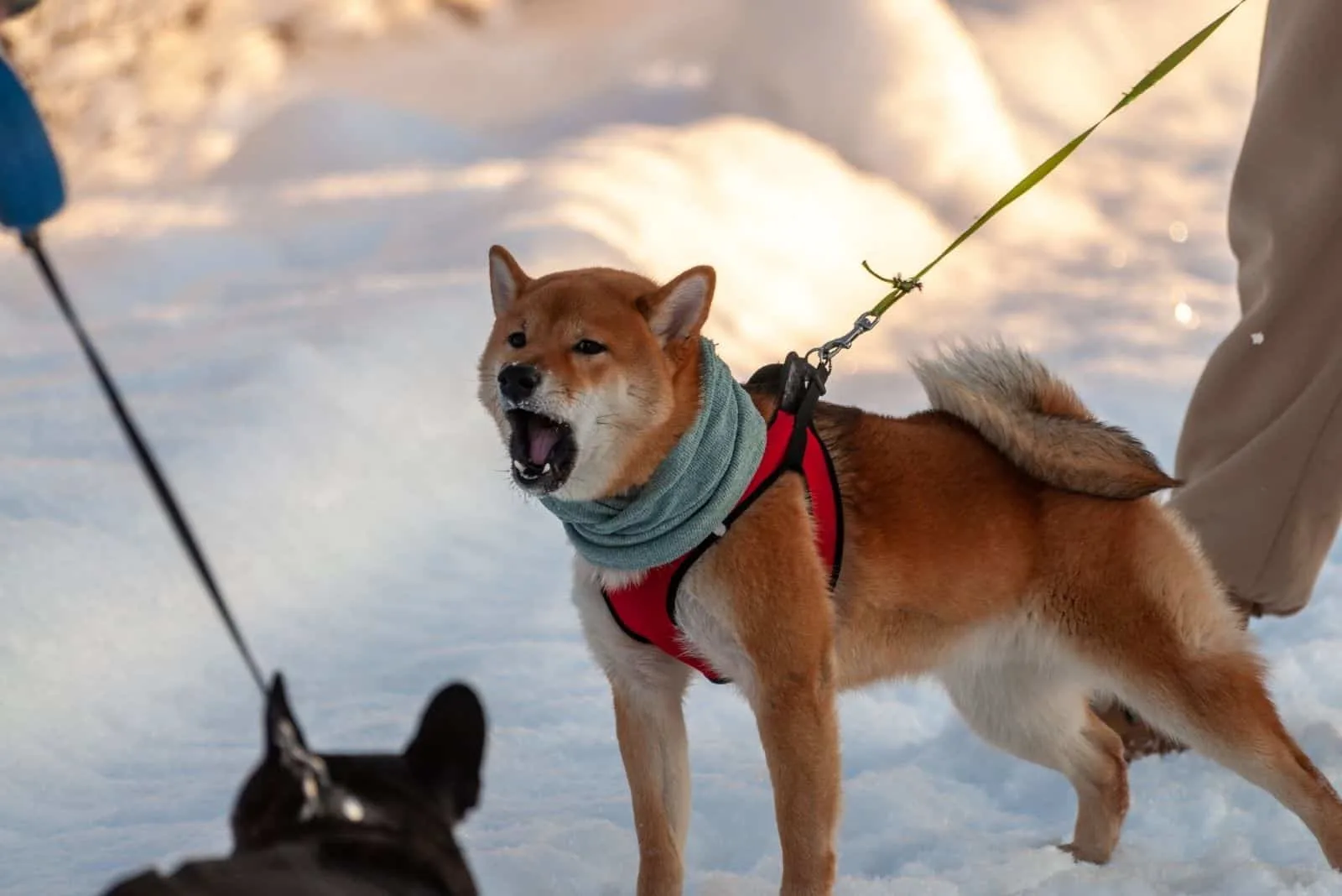 young shiba inu barking menacingly at a dog in the snow