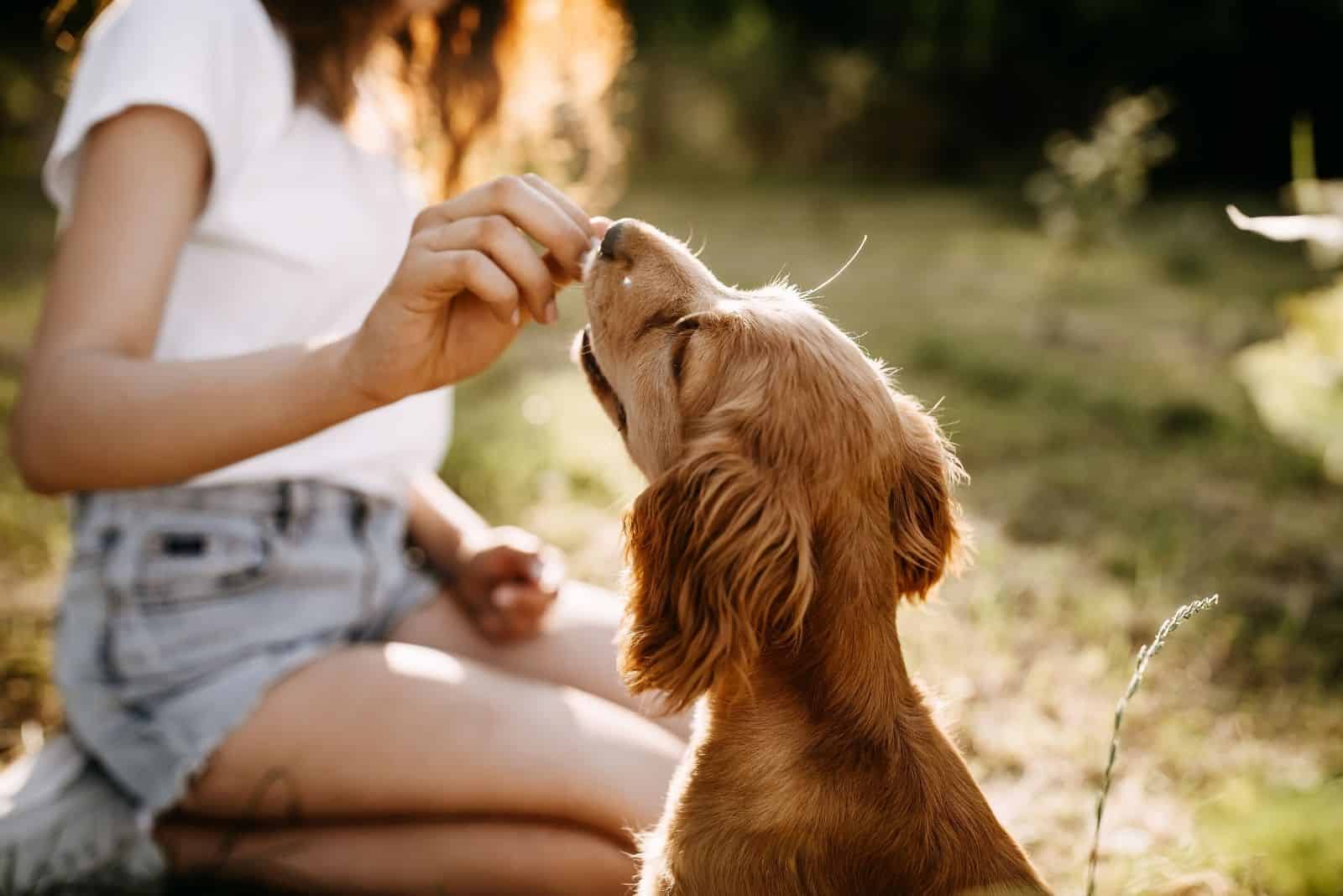 young woman training the cocker spaniel and giving treats