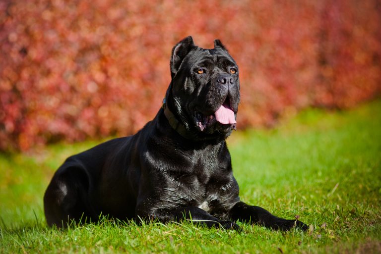 cane corso in nature