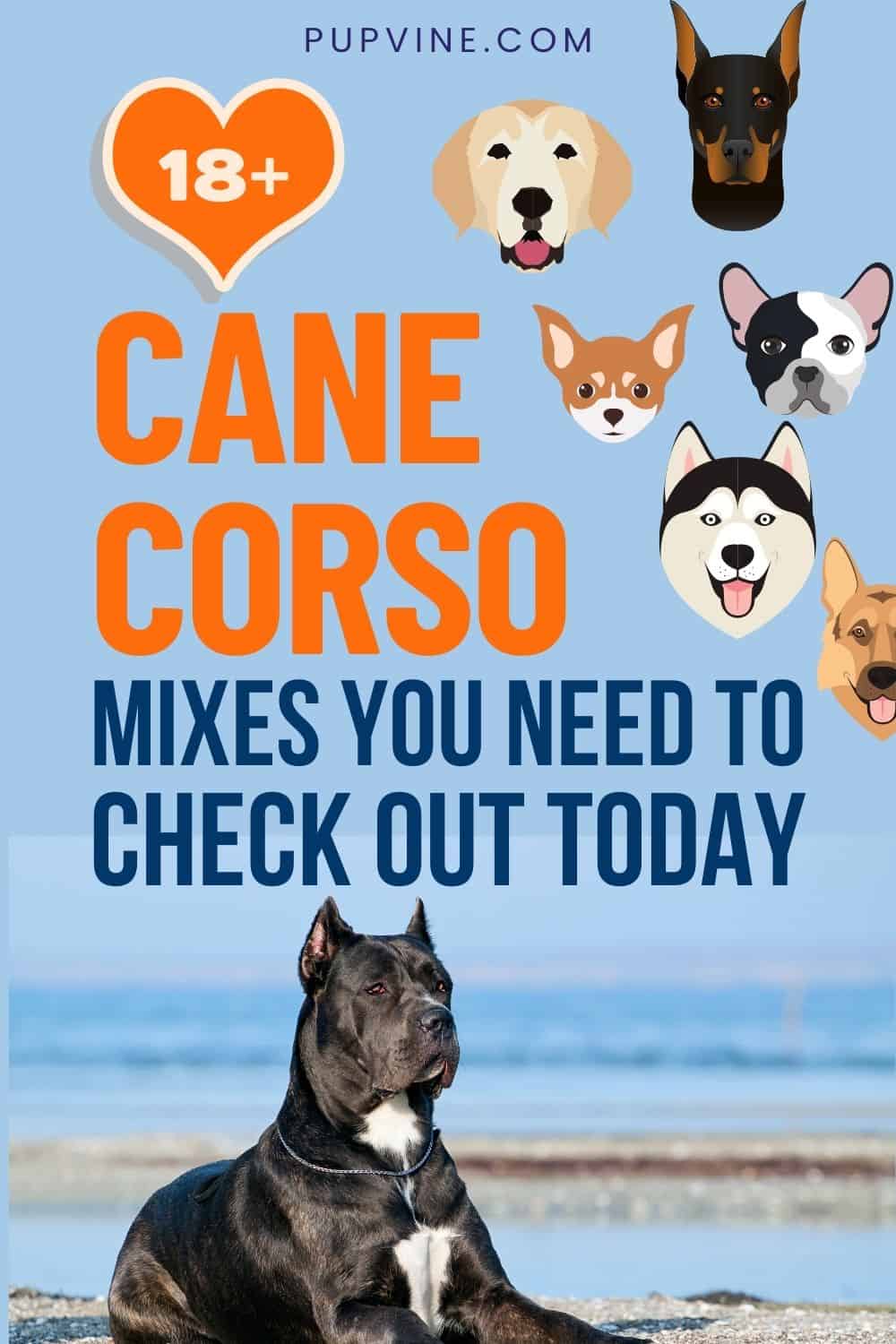 18 Cane Corso Mixes You Need To Check Out Today