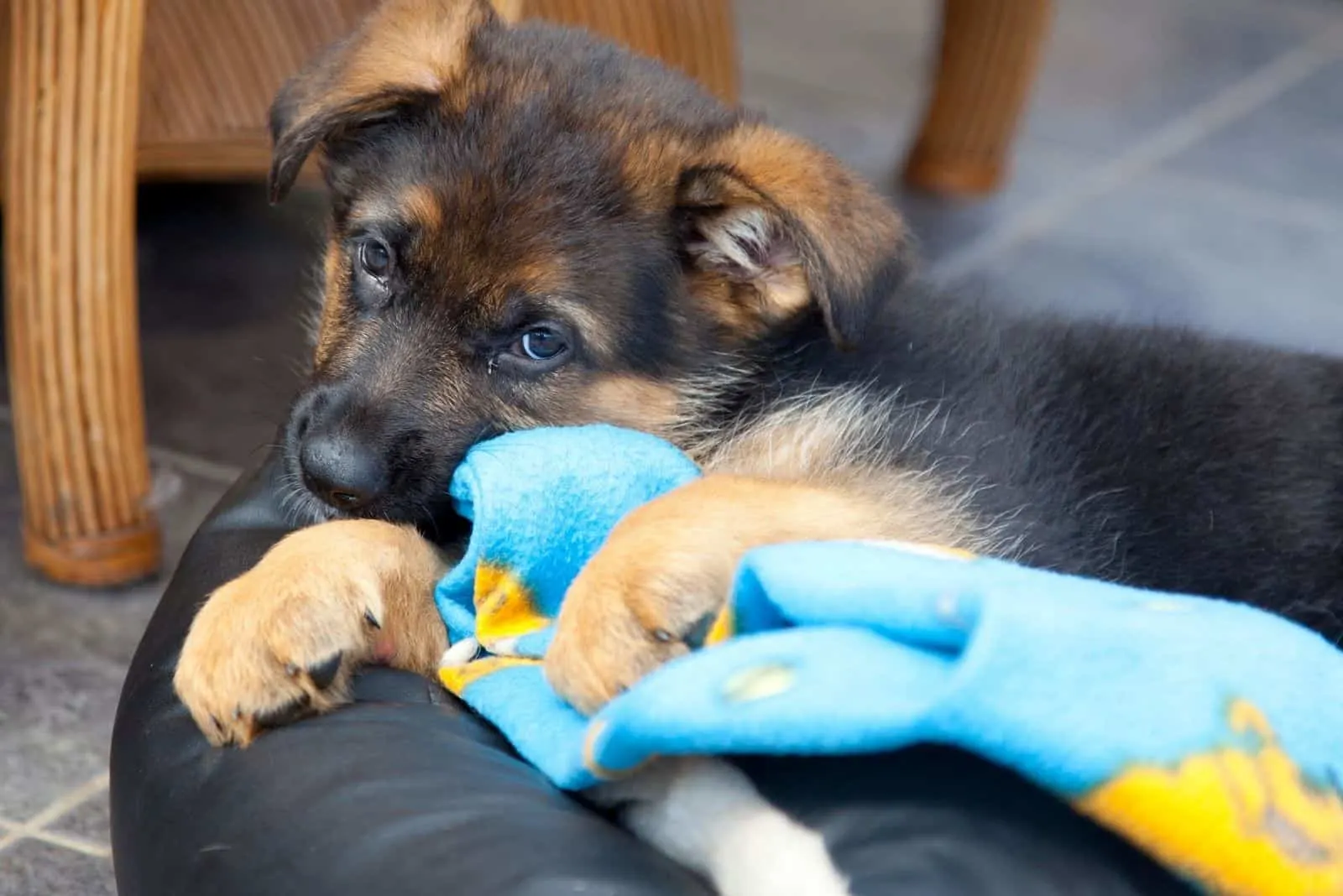 2 month old german shepherd puppy on couch biting on toy