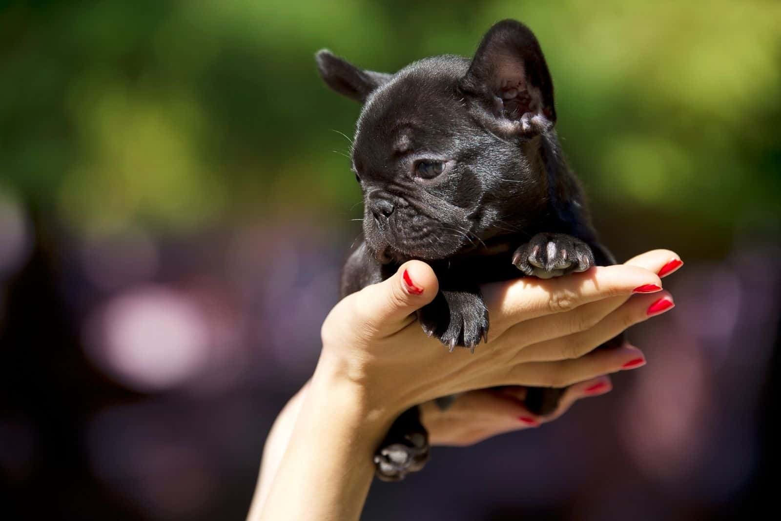50 days old dog french bulldog puppy held on hand by the owner