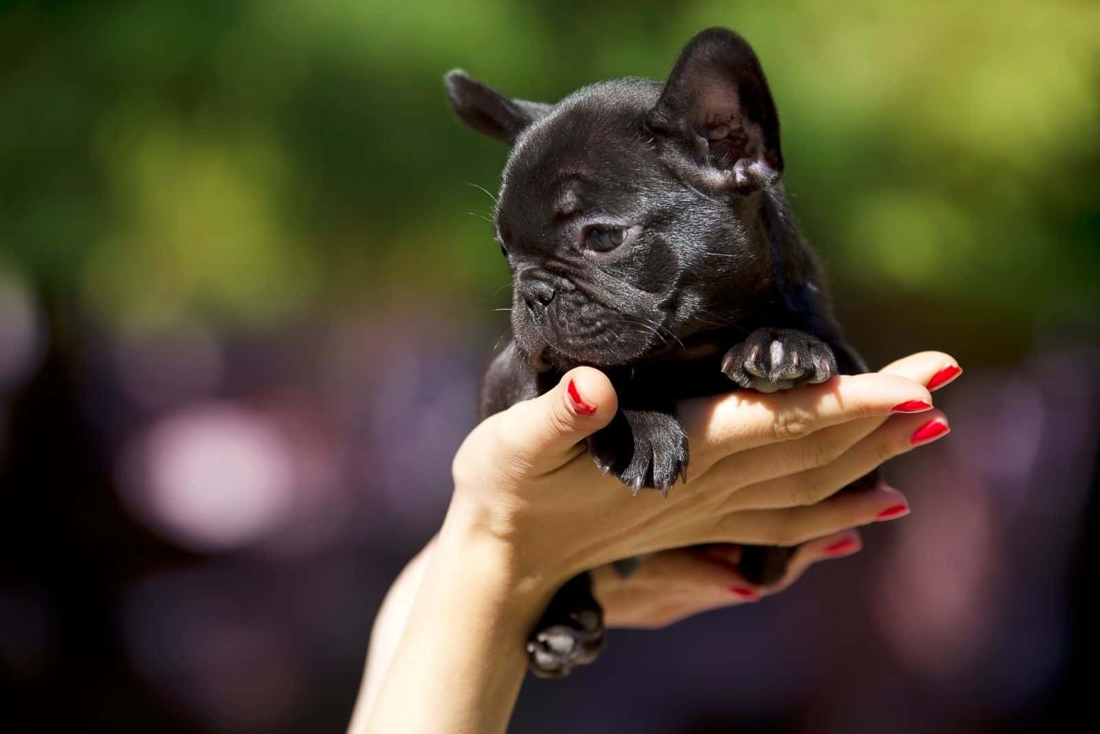 50 days old dog french bulldog puppy held on hand by the owner