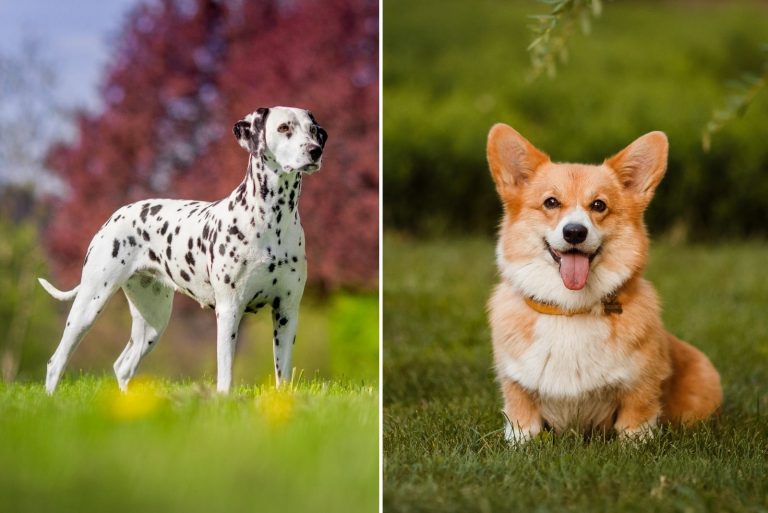 corgi and dalmatian