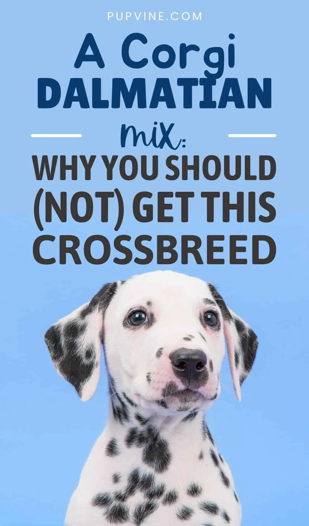 A Corgi Dalmatian Mix - Why You Should (Not) Get This Crossbreed